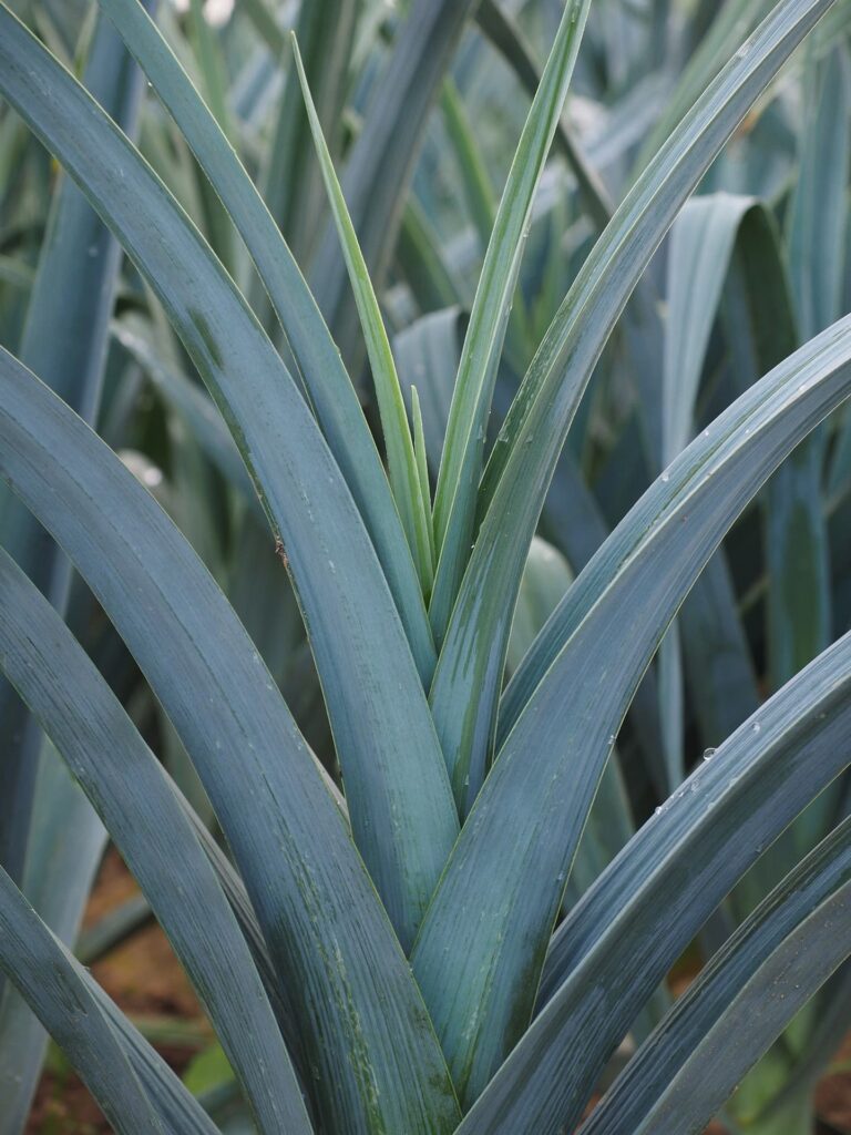 Leeks in a field, only the tops are visible.
