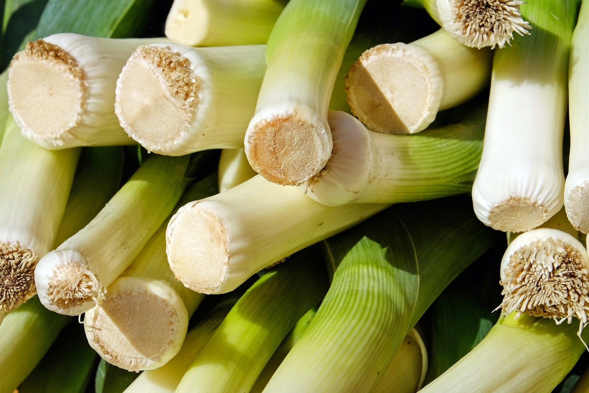 Leeks piled up in a heap.