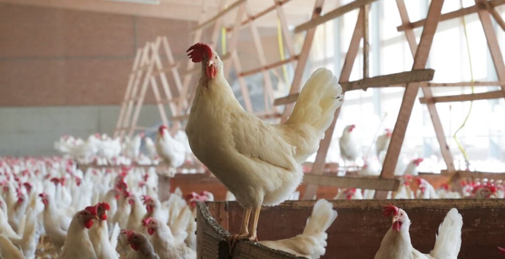 A chicken of the Schweizerhuhn breed.