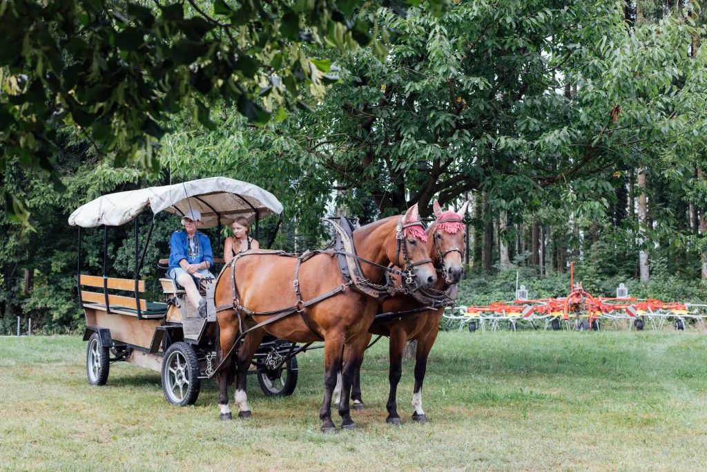 Horse-drawn carriage with visitors on the farm grounds.